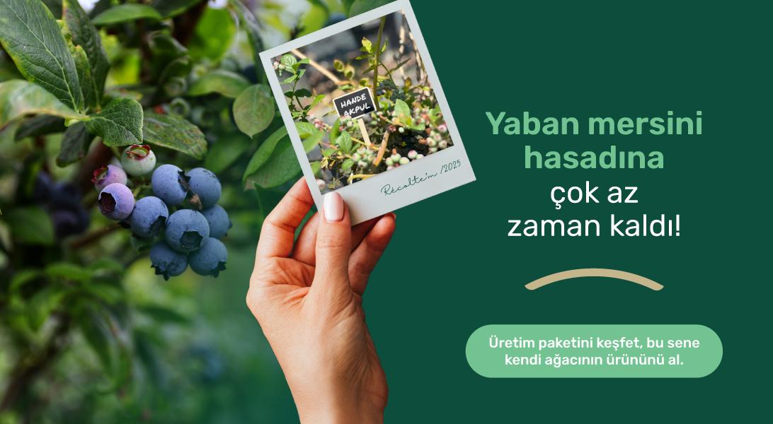 Yaban Mersini Hasatına